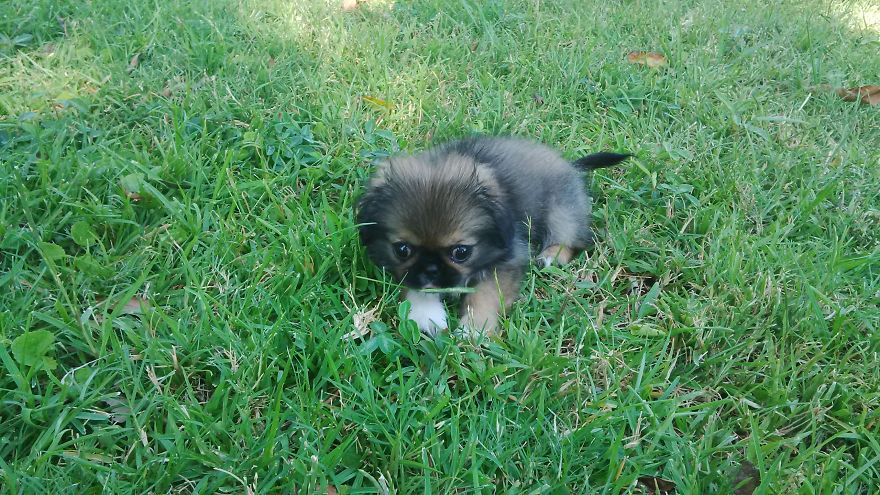 Pepper Sees Grass For The Very First Time Pepper Sees Grass For The Very First Time
