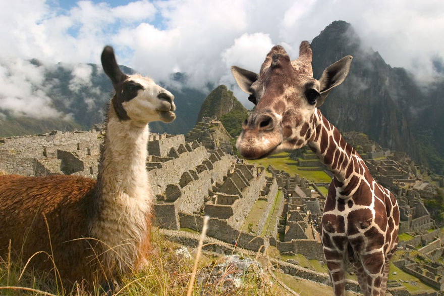 Giraffe Meets Llama At Machu Picchu