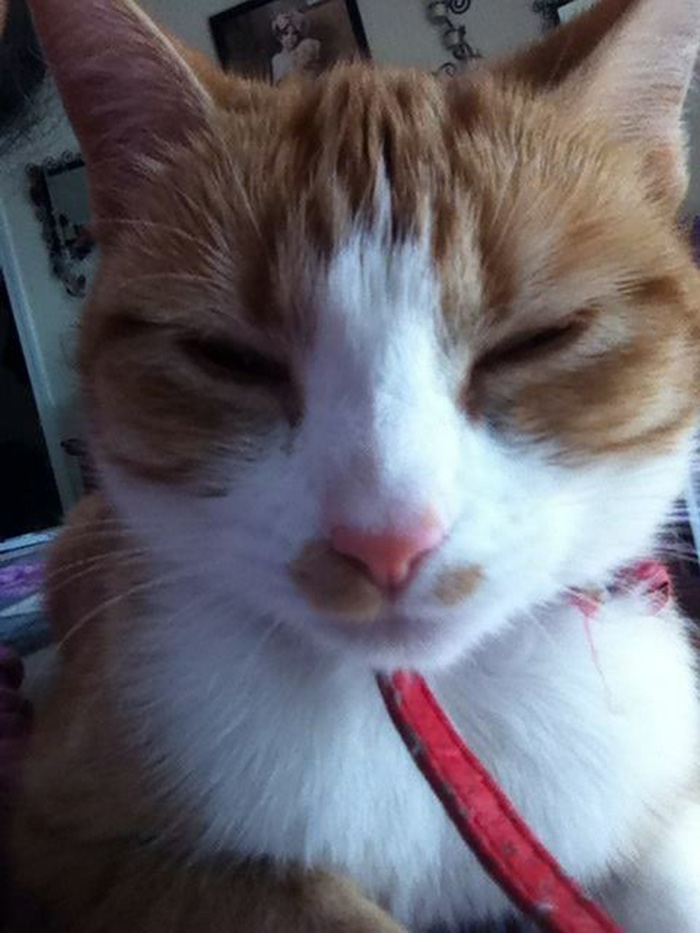 pet-cat-nala-secret-family-371