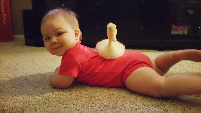 pet-duck-boy-best-friends-mr-t-and-bee-tyler-young-20 pet-duck-boy-best-friends-mr-t-and-bee-tyler-young-20