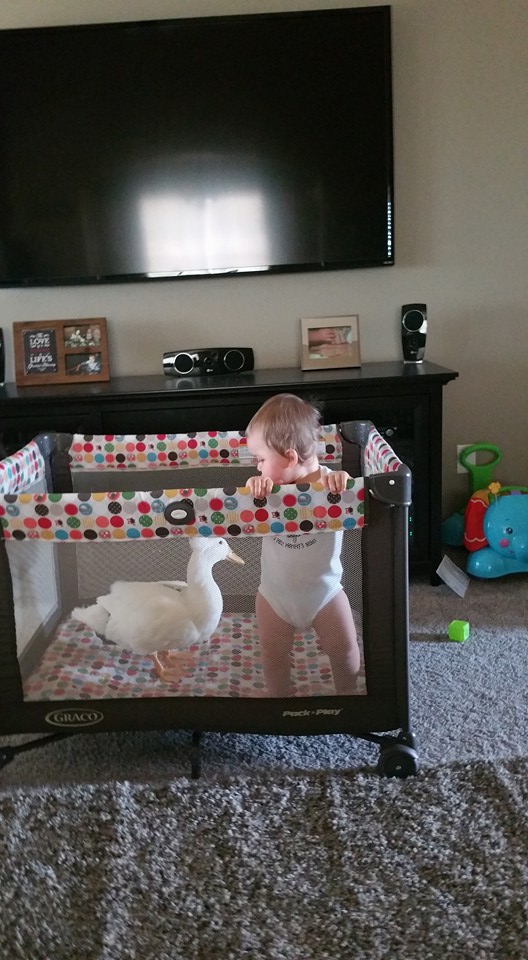 pet-duck-boy-best-friends-mr-t-and-bee-tyler-young-23