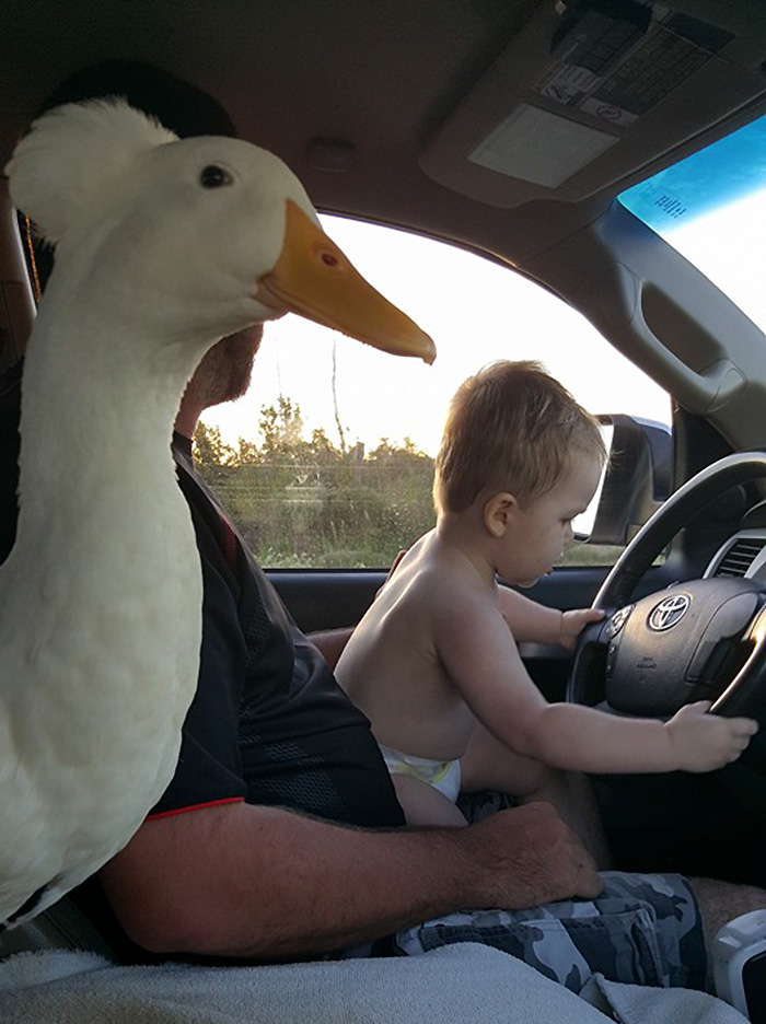 pet-duck-boy-best-friends-mr-t-and-bee-tyler-young-6 pet-duck-boy-best-friends-mr-t-and-bee-tyler-young-6