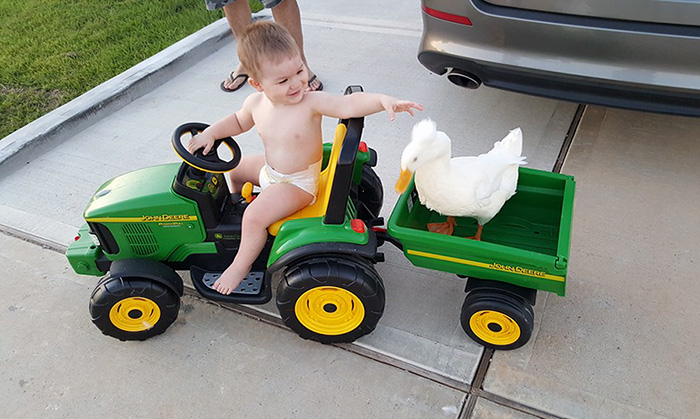 pet-duck-boy-best-friends-mr-t-and-bee-tyler-young-9 pet-duck-boy-best-friends-mr-t-and-bee-tyler-young-9