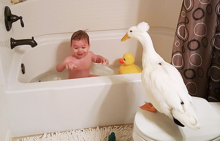 Duck Becomes This Little Boy’s Protector, Following Him Everywhere