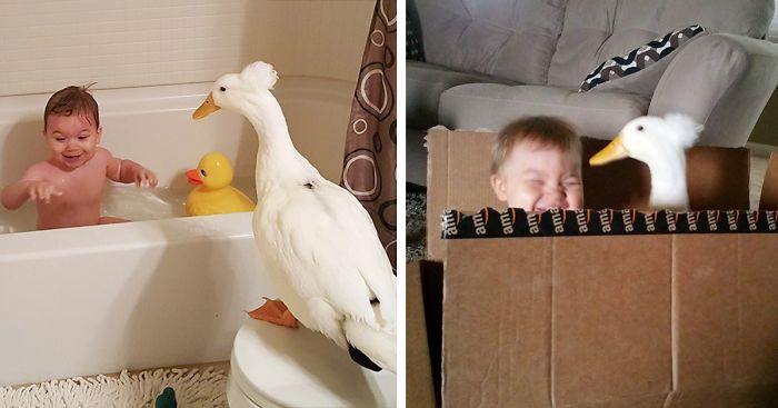 Duck Becomes This Little Boy’s Protector, Following Him Everywhere