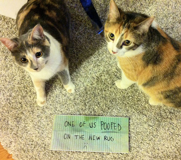 Cat Shaming