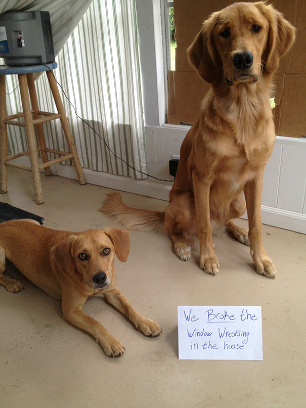 Dog Shaming: Am I Doing It Right?