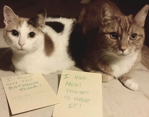 Cats Shaming