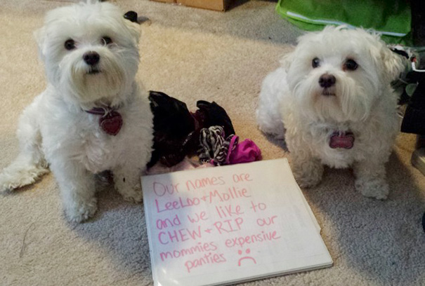 Maltease Me With Those Crotchless Panties