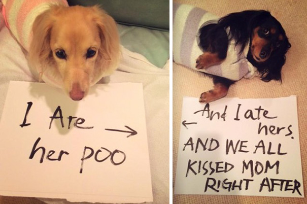 My Adopted Doggies Teach Me Something About Patient Every Single Day