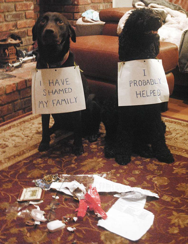 Dog Shaming