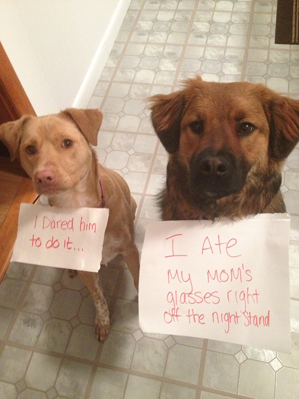 Gunner Likes To Eat Prescription Eye Glasses And Lena Just Lets Him Do It