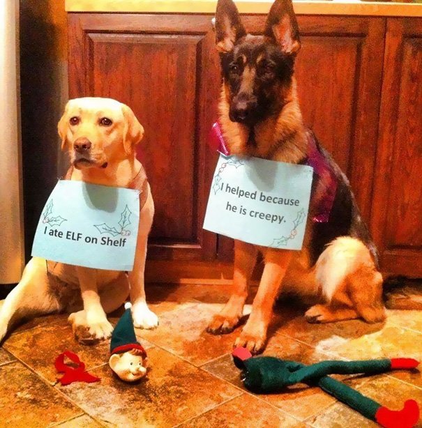 Dog Shaming