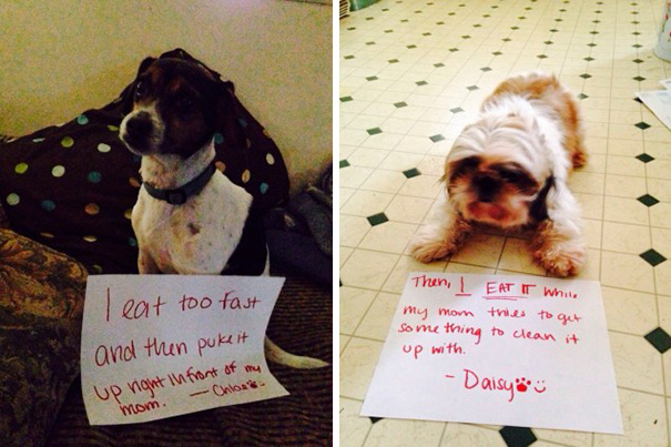 Chloe Likes To Eat Too Fast And Then Puke It Up, And While I Was Looking For Something To Clean It Up With, Daisy Ate It