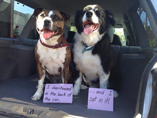 Classic Dog Shaming