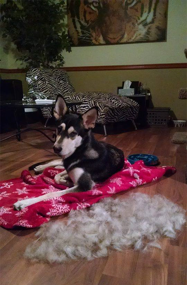 I'm Honestly Not Even Sure How My Dog Isn't Bald Yet