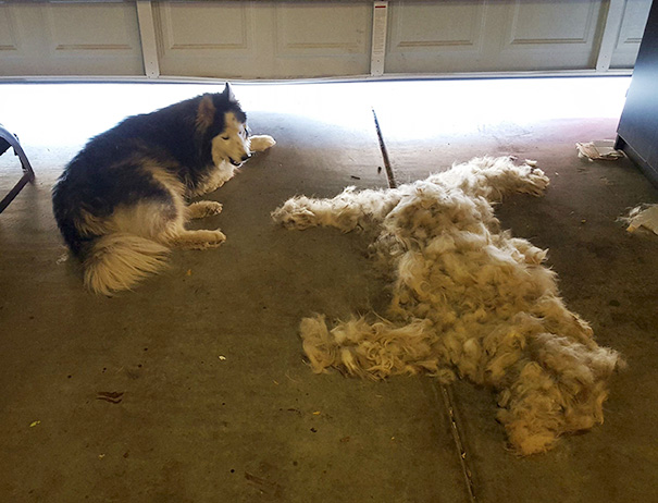 Brush A Husky, Get One Free