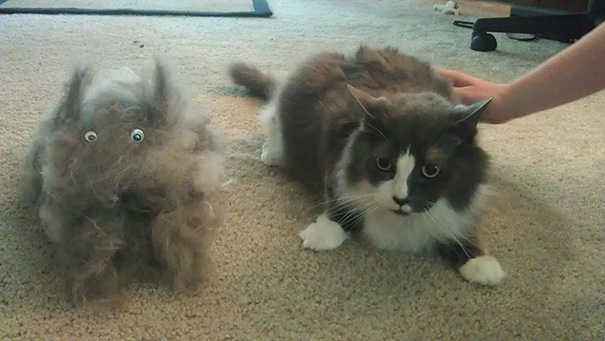 We Brushed A Cat Out Of My Cat