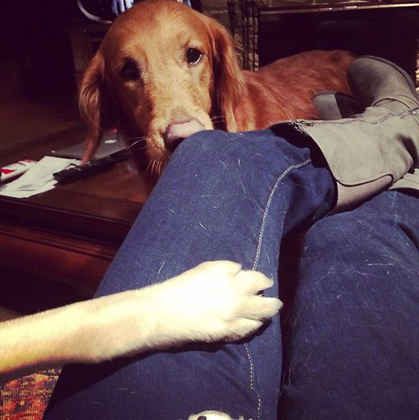 No Outfit Is Complete Without A Few Doghairs But Ya Gotta Love It