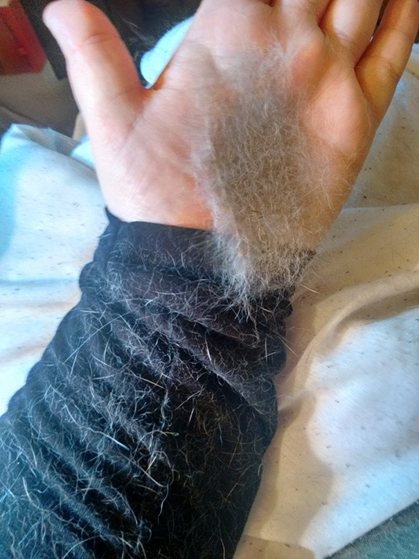 I Brushed My Bunny The Other Day