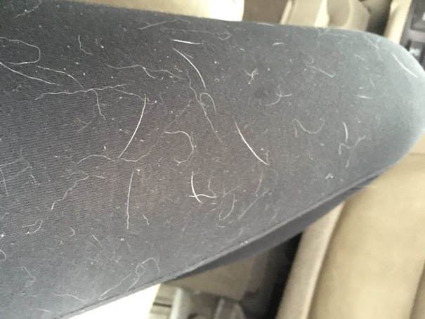 Only Pet Owners Understand This