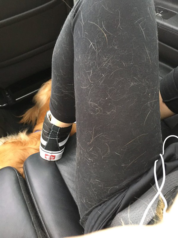 Now I'm Covered In Dog Hair