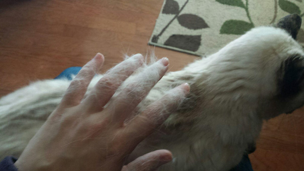 It May Be Time To Brush The Cat