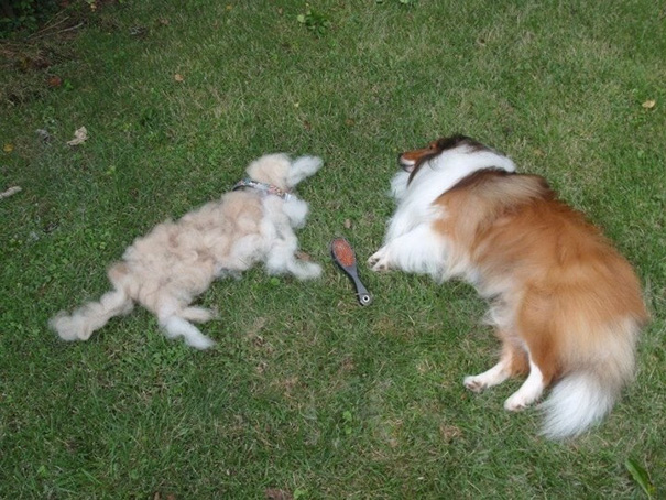 My Dog Sheds So Much, I Did This With The Fur