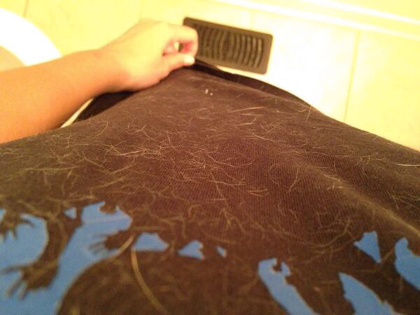 My Shirt Looks Amazing With Dog Fur All Over It