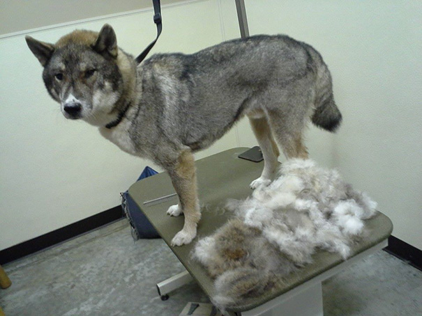 Shedding Season. This Came Out Of Two Legs