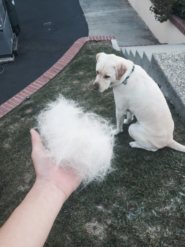 Shedding Fur