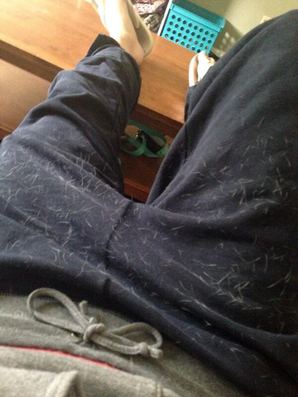 Literally Impossible For Me To Leave The Apartment Without Being Covered In Dog Hair