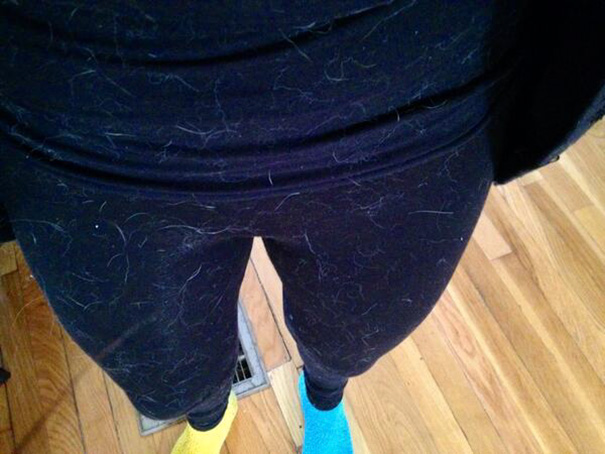 I'm Only A Little Bit Covered In Dog Hair