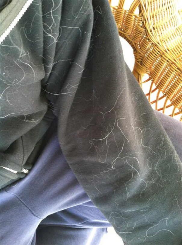 Damn Dog Hair Is Everywhere