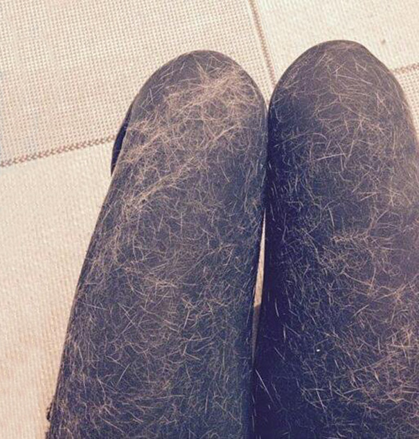 Leaving A House With Pets