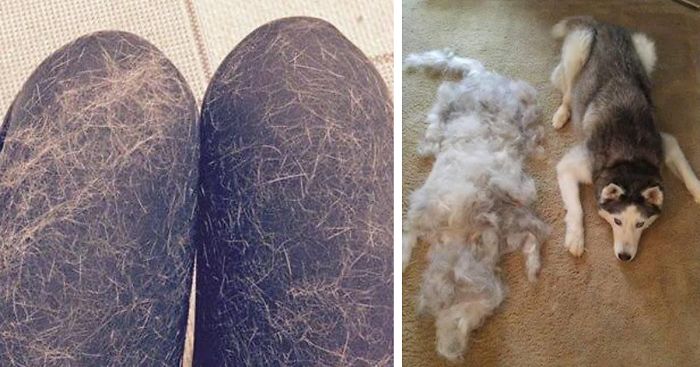 69 Pics That Perfectly Sum Up Having A Pet