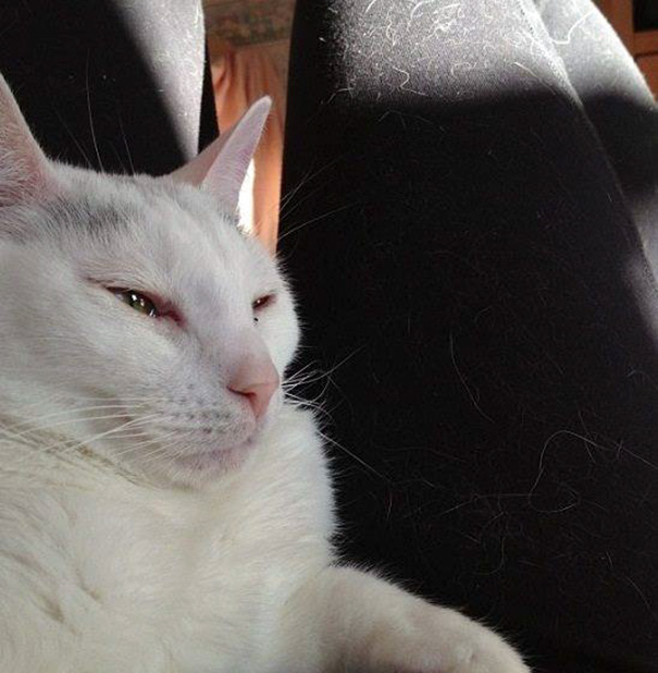 Cat Hair Getting All Over Your New Black Clothes