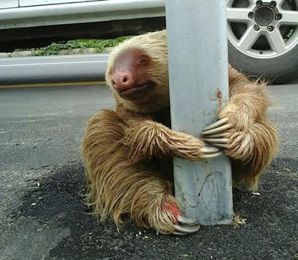 police-rescue-sloth-cross-highway-ecuador-2 police-rescue-sloth-cross-highway-ecuador-2