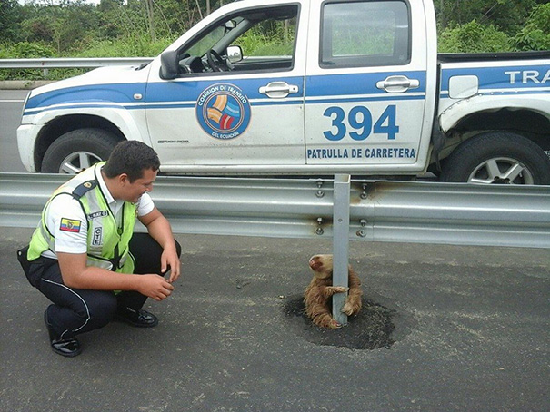 police-rescue-sloth-cross-highway-ecuador-4 police-rescue-sloth-cross-highway-ecuador-4