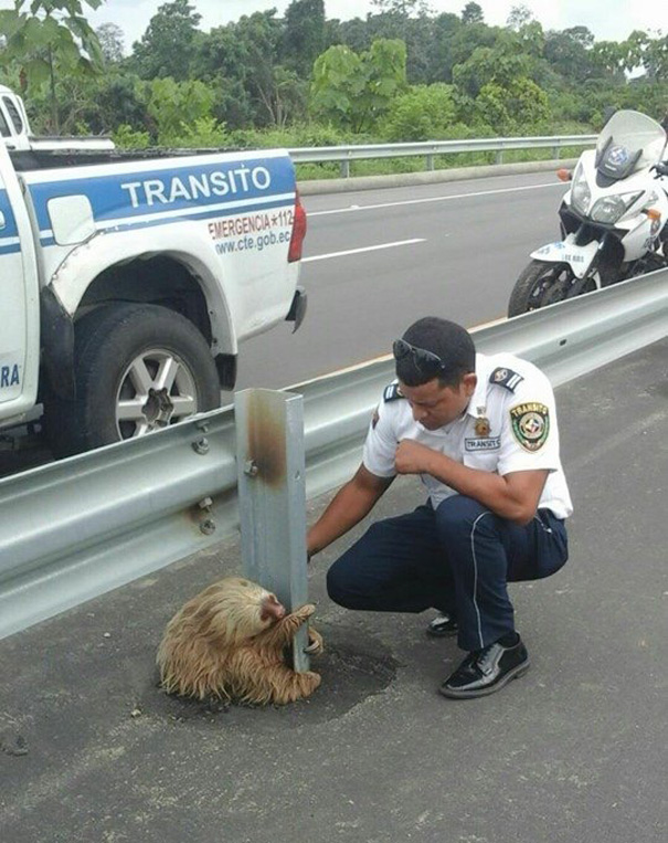 police-rescue-sloth-cross-highway-ecuador-5 police-rescue-sloth-cross-highway-ecuador-5
