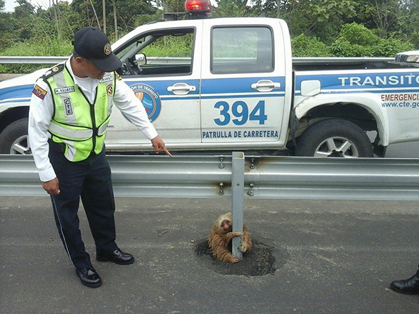 police-rescue-sloth-cross-highway-ecuador-6 police-rescue-sloth-cross-highway-ecuador-6