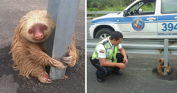 Cop Saves Tiny Terrified Sloth Stuck On A Highway