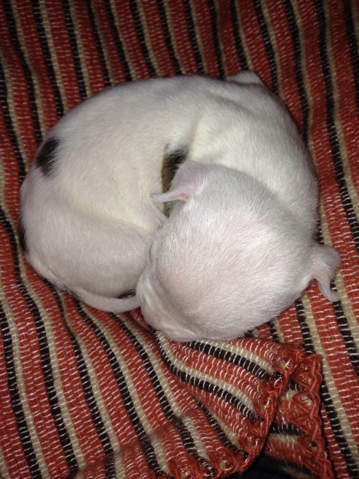 My Cats Adopted A 3-Legged Puppy Whose Mom Tried To Eat Him My Cats Adopted A 3-Legged Puppy Whose Mom Tried To Eat Him