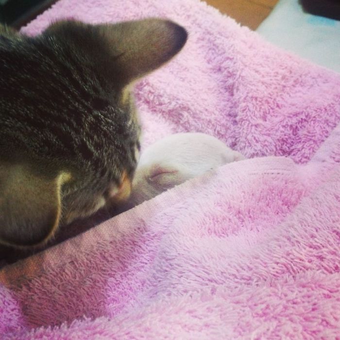 My Cats Adopted A 3-Legged Puppy Whose Mom Tried To Eat Him My Cats Adopted A 3-Legged Puppy Whose Mom Tried To Eat Him