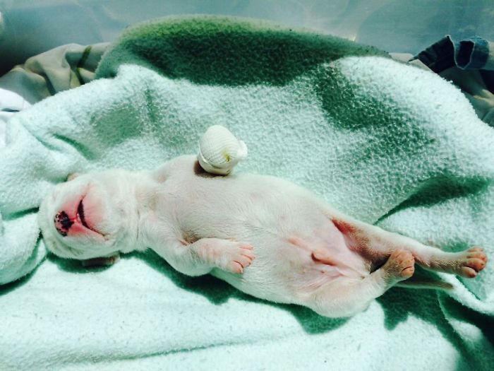 My Cats Adopted A 3-Legged Puppy Whose Mom Tried To Eat Him