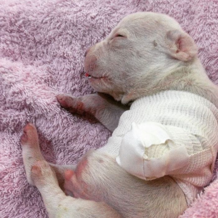 My Cats Adopted A 3-Legged Puppy Whose Mom Tried To Eat Him