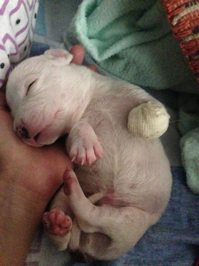 My Cats Adopted A 3-Legged Puppy Whose Mom Tried To Eat Him My Cats Adopted A 3-Legged Puppy Whose Mom Tried To Eat Him