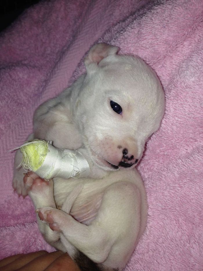 My Cats Adopted A 3-Legged Puppy Whose Mom Tried To Eat Him My Cats Adopted A 3-Legged Puppy Whose Mom Tried To Eat Him