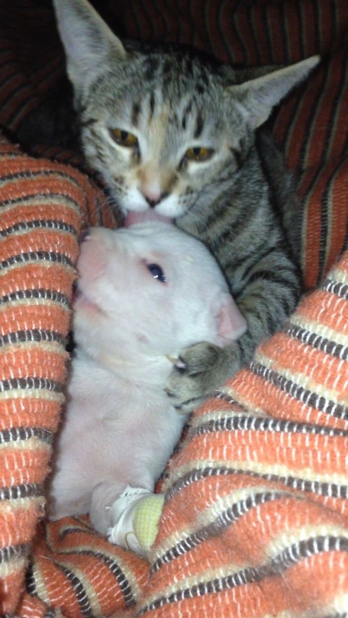 My Cats Adopted A 3-Legged Puppy Whose Mom Tried To Eat Him My Cats Adopted A 3-Legged Puppy Whose Mom Tried To Eat Him