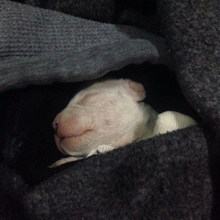 My Cats Adopted A 3-Legged Puppy Whose Mom Tried To Eat Him My Cats Adopted A 3-Legged Puppy Whose Mom Tried To Eat Him